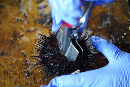 【令和7年新物】特撰粒うに木箱2本入り×2セット せたな町 ふるさと納税