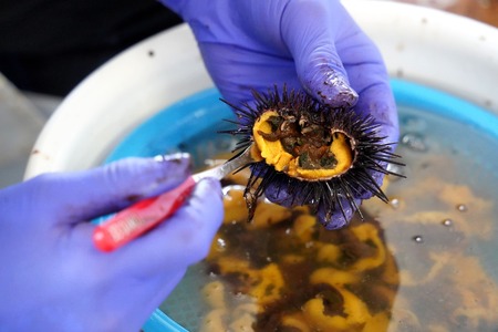 【令和7年新物】特撰粒うに木箱2本入り×2セット せたな町 ふるさと納税