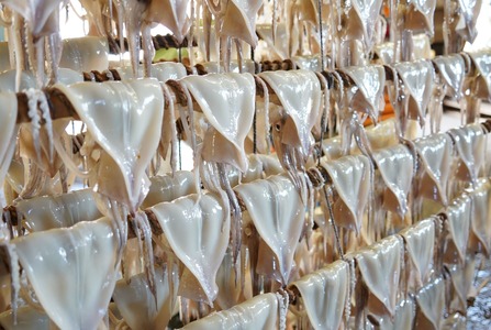 肉厚するめ 2枚入り せたな町 ふるさと納税