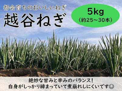 越谷ねぎ（白ねぎ5kg） ／ ネギ 葱 白ネギ 白葱 野菜 甘み 辛み 埼玉県 No.029