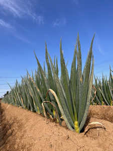 越谷ねぎ（白ねぎ5kg） ／ ネギ 葱 白ネギ 白葱 野菜 甘み 辛み 埼玉県 No.029