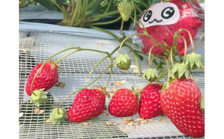越谷市内いちご狩り招待券(大人2名分) / いちご イチゴ 苺 いちご狩り イチゴ狩り 苺狩り チケット 利用券 体験 観光 旅行 家族 デート フルーツ 果物 新鮮 越谷産 観光農園 アクセス良 都心近く埼玉県 No.150