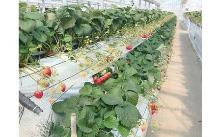 越谷市内いちご狩り招待券(大人2名分) / いちご イチゴ 苺 いちご狩り イチゴ狩り 苺狩り チケット 利用券 体験 観光 旅行 家族 デート フルーツ 果物 新鮮 越谷産 観光農園 アクセス良 都心近く埼玉県 No.150