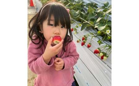 越谷市内いちご狩り招待券(大人2名分) / いちご イチゴ 苺 いちご狩り イチゴ狩り 苺狩り チケット 利用券 体験 観光 旅行 家族 デート フルーツ 果物 新鮮 越谷産 観光農園 アクセス良 都心近く埼玉県 No.150