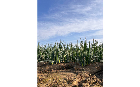 越谷ねぎ（白ねぎ2.5kg） ／ ネギ 葱 白ネギ 野菜 甘み 辛み 産直 鍋 煮物 炒めもの アヒージョ 薬味 万能 埼玉県 No.323