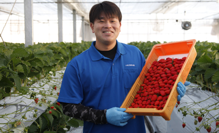 【あまりん×べにたま】食べ比べセット　550g ／ いちご 苺 食べ比べ 国産いちご 甘い 酸味 バランス 香り みずみずしい 高設栽培 農園直送 フルーツ ギフト デザート 自宅用 埼玉県 No.331