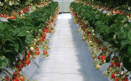 【あまりん×べにたま】食べ比べセット　550g ／ いちご 苺 食べ比べ 国産いちご 甘い 酸味 バランス 香り みずみずしい 高設栽培 農園直送 フルーツ ギフト デザート 自宅用 埼玉県 No.331