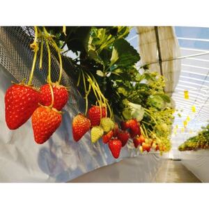 入間市産3種の完熟いちごの「甘酒」200ml×6本セット 砂糖不使用・ノンアルコール【1441369】