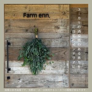 【ユーカリ農家が束ねる】摘みたてユーカリスワッグ【1542236】