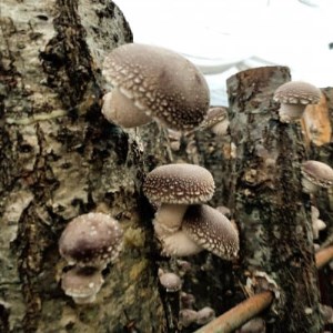 【訳あり】生産者直送! 貫井園の原木生しいたけ サイズおまかせ　約1.3kg【配送不可地域：離島】【1369008】