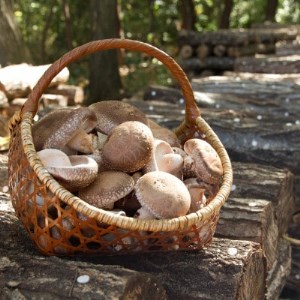 【訳あり】生産者直送! 貫井園の原木生しいたけ サイズおまかせ　約1.3kg【配送不可地域：離島】【1369008】