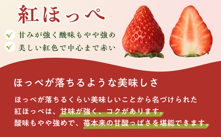 いちご 2種類 食べ比べ 1箱 2パック いちご 苺