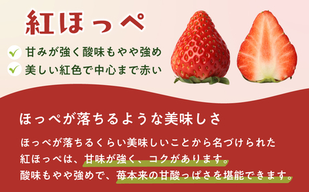 いちご 紅ほっぺ 250g×2パック 計500g |いちご 苺 矢野農園 埼玉県 久喜市