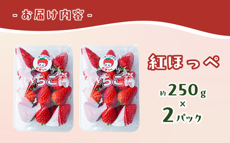 いちご 紅ほっぺ 250g×2パック 計500g |いちご 苺 矢野農園 埼玉県 久喜市