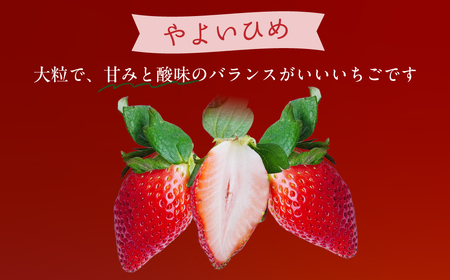 やよいひめ 280g×4パック | いちご イチゴ いちご