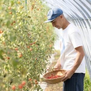 【北海道産有機トマト100%!】無添加で素材の味にこだわった高糖度フルーツトマトジュース 1L×6本【1486281】