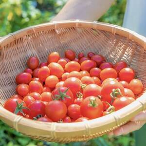 【北海道産有機トマト100%!】無添加で素材の味にこだわった高糖度フルーツトマトジュース 1L×6本【1486281】