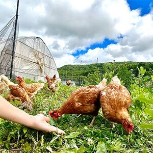 【毎月定期便】自然卵【ハッピーコッコちゃんたまご】20個入り(全12回)【配送不可地域：離島】【4012335】