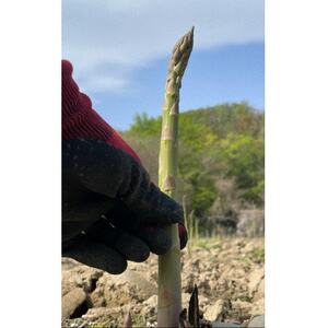 【先行予約】島牧村産露地栽培アスパラガス　1kg(M～Lサイズ混合)【2026年5月上旬～発送予定】【配送不可地域：離島】【1704919】
