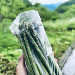 【先行予約】島牧村産露地栽培アスパラガス　1kg(M～Lサイズ混合)【2026年5月上旬～発送予定】【配送不可地域：離島】【1704919】