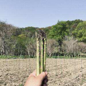 【先行予約】島牧村産露地栽培アスパラガス　1kg(M～Lサイズ混合)【2026年5月上旬～発送予定】【配送不可地域：離島】【1704919】