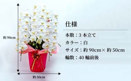 グランプリ受賞の胡蝶蘭 白 3本立て | 胡蝶蘭 お祝い ギフト 開店祝い 国分寺洋蘭園