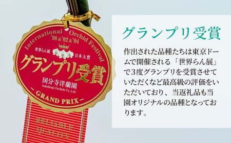 グランプリ受賞の胡蝶蘭 白 3本立て | 胡蝶蘭 お祝い ギフト 開店祝い 国分寺洋蘭園