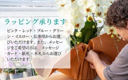 グランプリ受賞の胡蝶蘭 白 3本立て | 胡蝶蘭 お祝い ギフト 開店祝い 国分寺洋蘭園