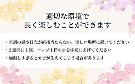 グランプリ受賞の胡蝶蘭 白 3本立て | 胡蝶蘭 お祝い ギフト 開店祝い 国分寺洋蘭園