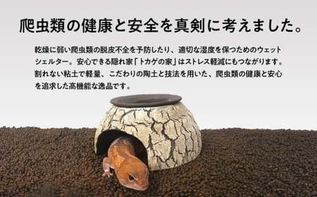 爬虫類 ウェットシェルター | 爬虫類 セキグチタカヒト