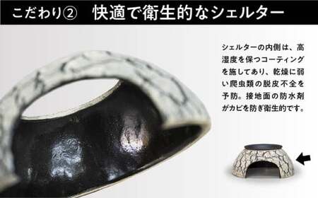 爬虫類 ウェットシェルター | 爬虫類 セキグチタカヒト