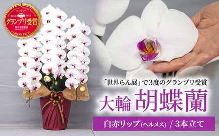 グランプリ受賞の胡蝶蘭 白色赤リップ 3本立て | 胡蝶蘭 蘭 国分寺洋蘭園