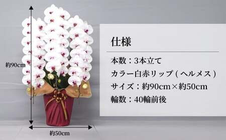 グランプリ受賞の胡蝶蘭 白色赤リップ 3本立て | 胡蝶蘭 蘭 国分寺洋蘭園