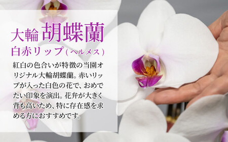 グランプリ受賞の胡蝶蘭 白色赤リップ 3本立て | 胡蝶蘭 蘭 国分寺洋蘭園