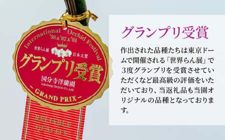 グランプリ受賞の胡蝶蘭 白色赤リップ 3本立て | 胡蝶蘭 蘭 国分寺洋蘭園