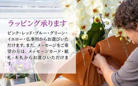 グランプリ受賞の胡蝶蘭 白色赤リップ 3本立て | 胡蝶蘭 蘭 国分寺洋蘭園