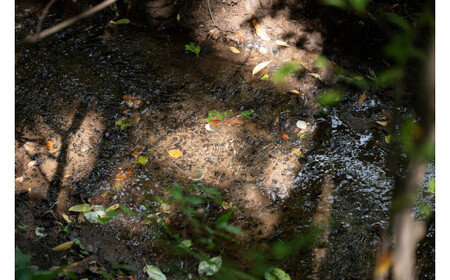 体験コース きたもと森林セラピー 1～3名 | 体験 北本市観光協会