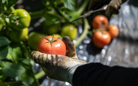 トマト&きゅうりセット 埼玉県産 計約2kg | トマト きゅうり 桜国屋