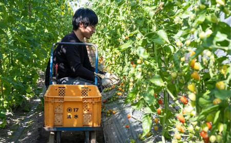 トマト&きゅうりセット 埼玉県産 計約4kg | トマト きゅうり 桜国屋