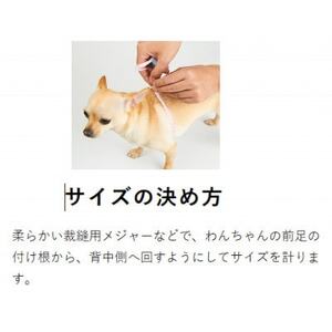 メガネハーネス【SSサイズ 】ホワイト ゴールド金具(本革製) kazama standard【1480005】