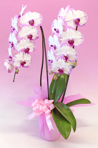 中輪胡蝶蘭　スイーティー2本立ち（ラッピング付）