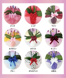 中輪胡蝶蘭　スイーティー2本立ち（ラッピング付）