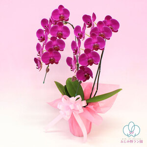 中輪胡蝶蘭　恋姫2本立ち（ラッピング付）