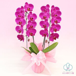 中輪胡蝶蘭　恋姫2本立ち（ラッピング付）