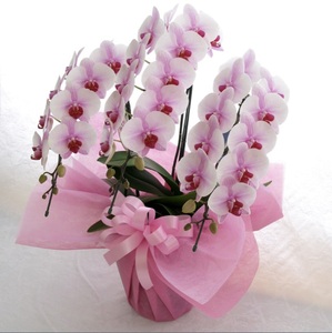中輪胡蝶蘭　桜姫3本立ち（ラッピング付）