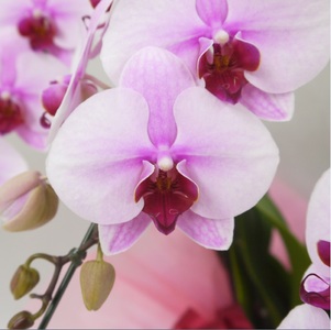 中輪胡蝶蘭　桜姫3本立ち（ラッピング付）