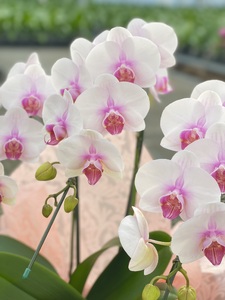 中輪胡蝶蘭 さくら娘3本立ち(ラッピング付)