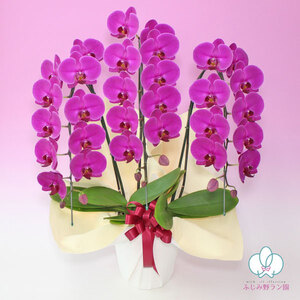 中輪胡蝶蘭　恋姫3本立ち（ラッピング付）