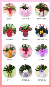 中輪胡蝶蘭　恋姫3本立ち（ラッピング付）