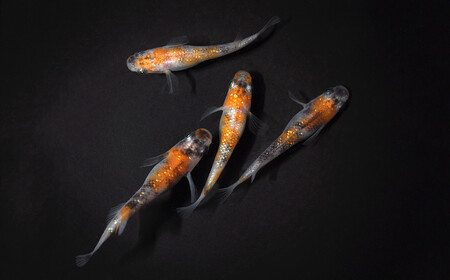 メダカ「三色ラメ」3ペア